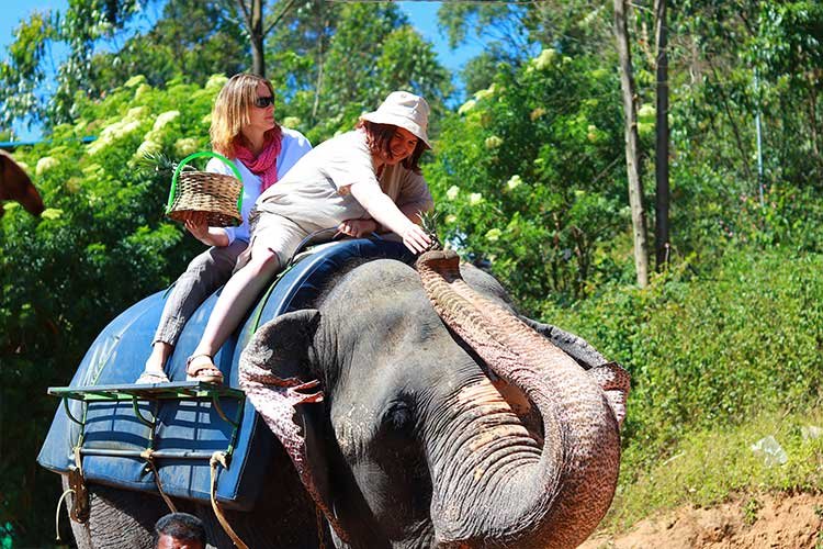 Carmelagiri Elephantpark