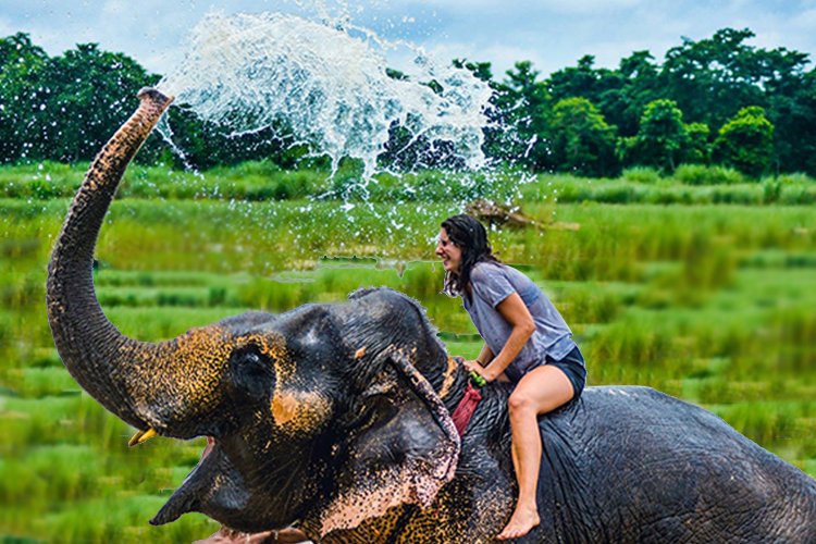 Carmelagiri Elephantpark