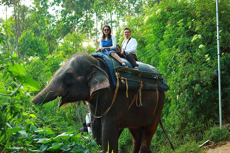 Carmelagiri Elephantpark